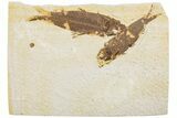 Two Detailed Fossil Fish (Knightia) - Wyoming #234199-1